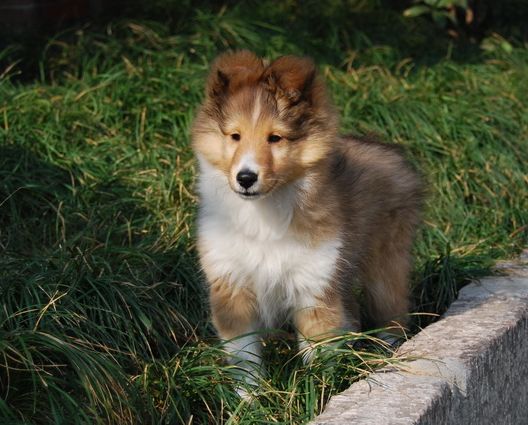 Image of Shetland Sheepdog puppy with long hair in three colors.JPG
