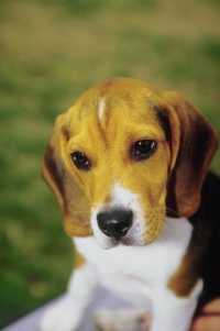 beagle pup with dark golden.jpg
