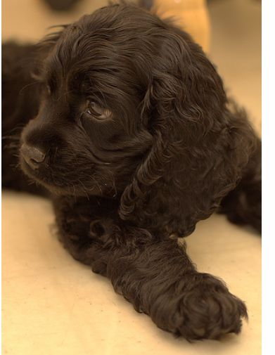 Black Cocker Spaniel Puppy with big ears.JPG
