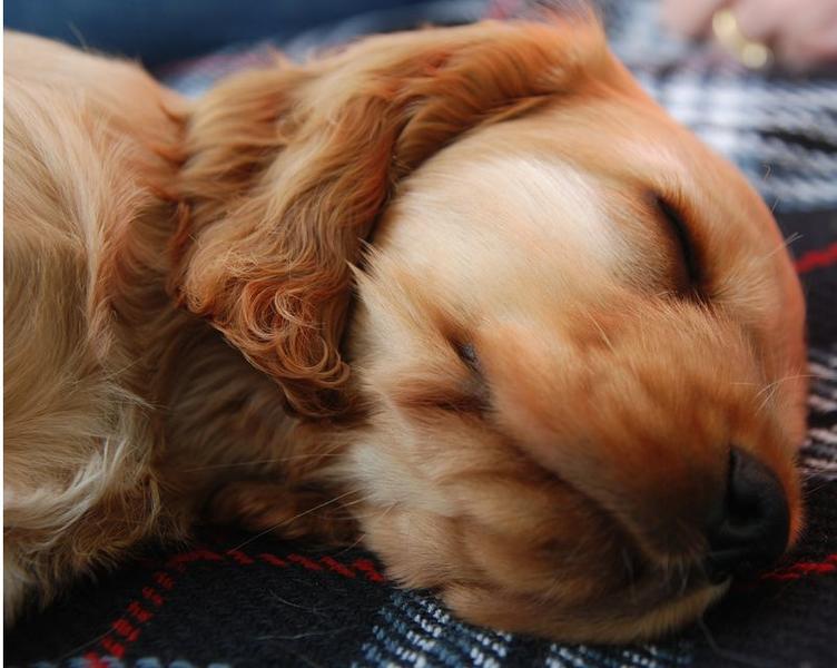 Close up picture of a sleepy cockerspaniel puppy.JPG
