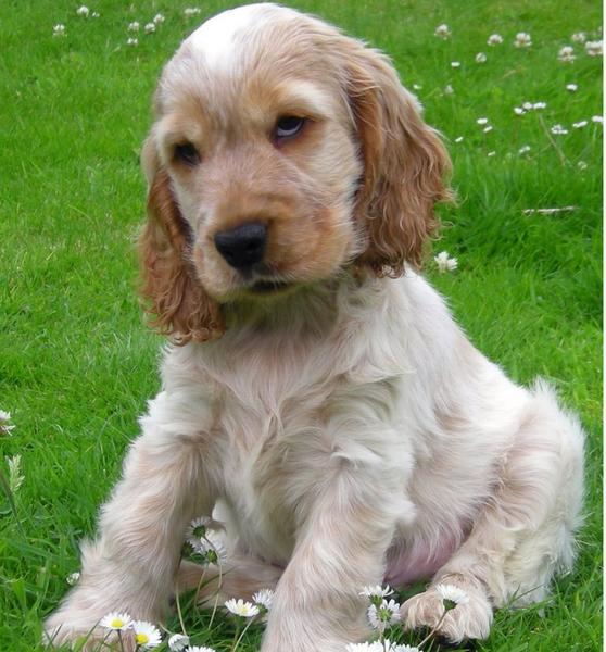 Cocker Spaniel Puppy surrounding with small white flowers.JPG
