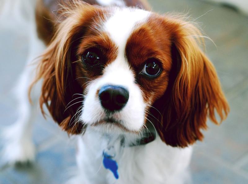 cocker-spaniel face close up picture.JPG
