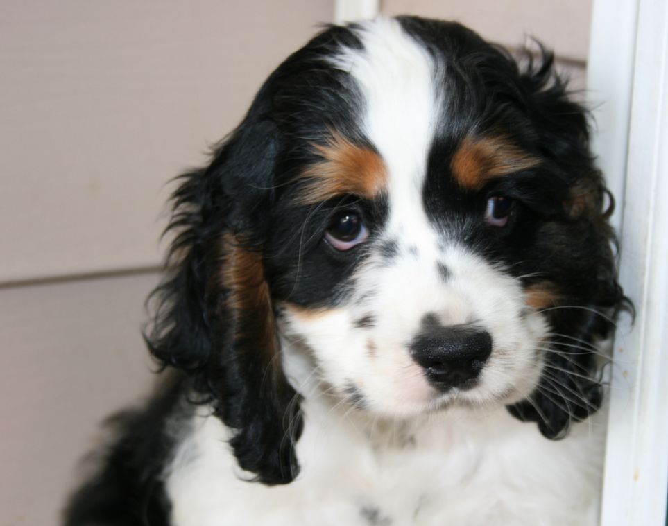 image of cocker spaniel puppy in white and black with brown patterns.JPG
