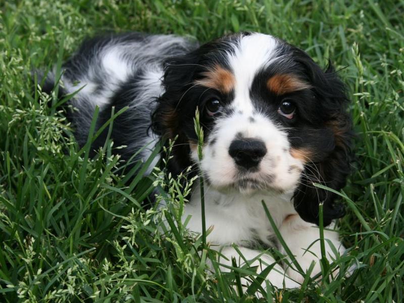 picture of cockerspaniel pup in white and black with brown pattern laying on the grass.JPG
