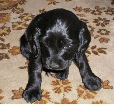 Very young black Cocker Spaniel puppy image.JPG
