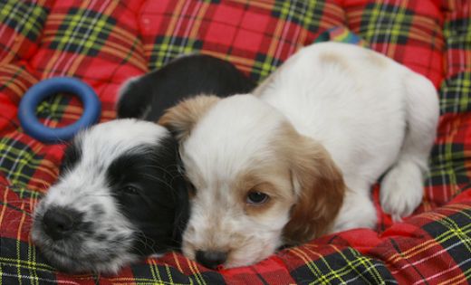 very young Cocker Spaniel Puppies sleeping next to each together.JPG
