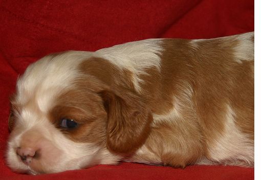 young cute and sweet puppy cocker spaniel dog in tan and white.JPG
