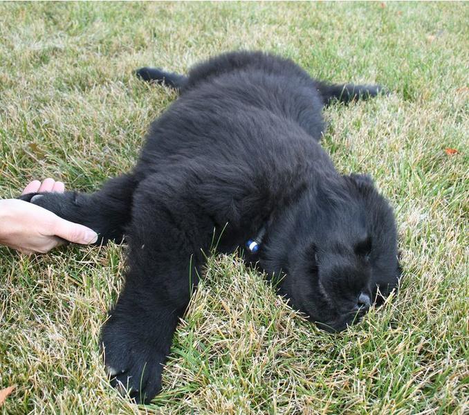 Black newfoundland pup laying on the grass.JPG
