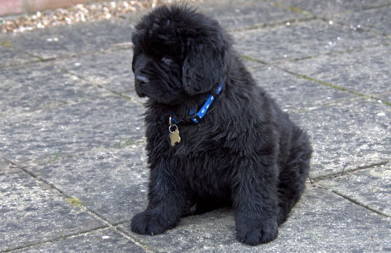 Black newfoundland puppy.JPG

