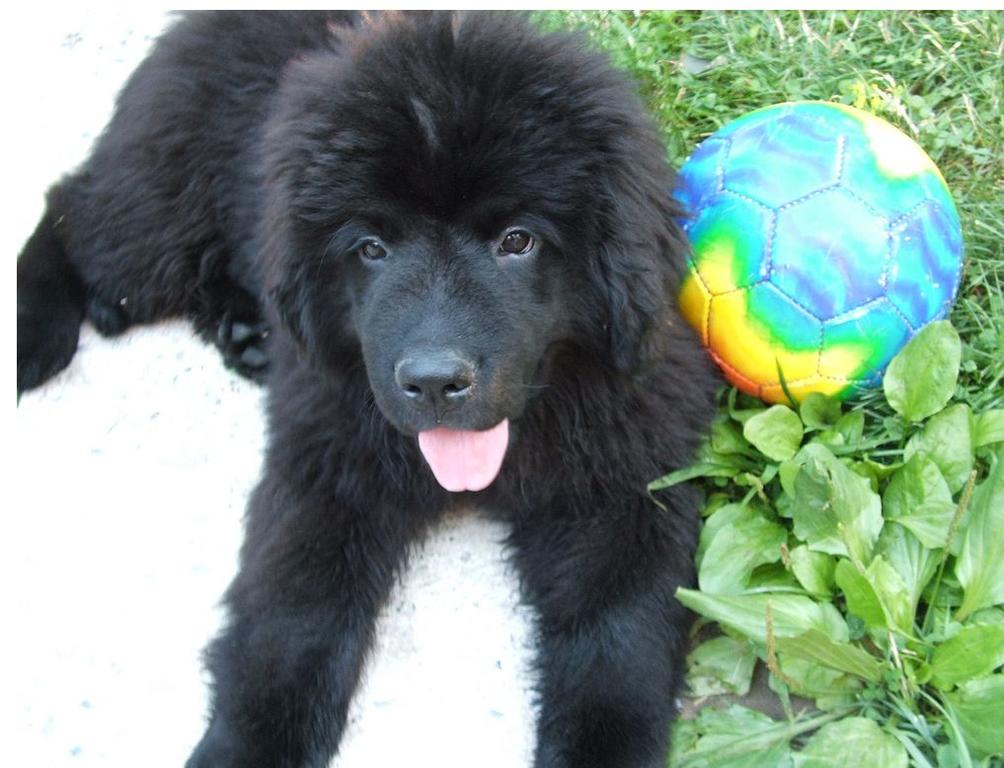Black Newfoundlander puppy picture.JPG
