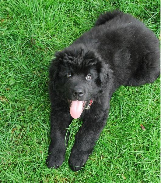 Cute black Newfoundlander puppy on the grass looking up to the camare with its tongue sticking out.JPG
