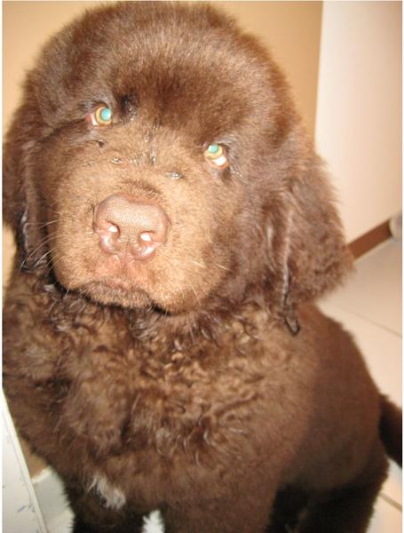Cute looking brown newfoundland puppy looking at the camera.JPG
