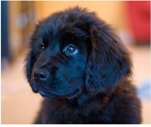 Cute newfoundland puppy face in pure black.JPG
