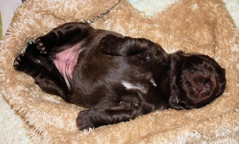 Funny puppy picture of a Newfoundland puppy dog in deep sleep.JPG
