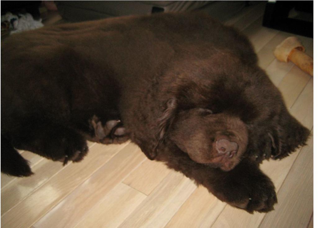 Image of brown newfoundland pup.JPG
