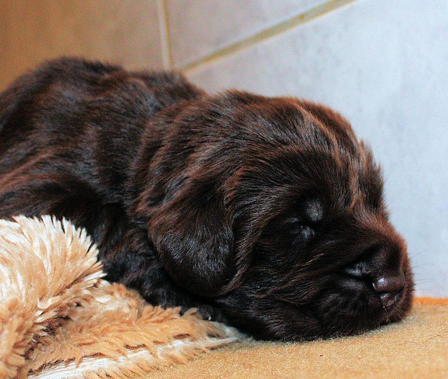 Images of dark brown Newfoundland puppy in deep sleep.JPG
