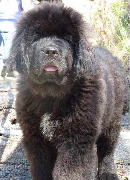 images of Newfoundlander pup in dark brown color and long hair.JPG
