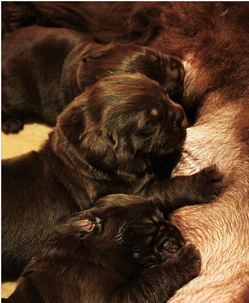 Newborn Newfoundland puppies.JPG
