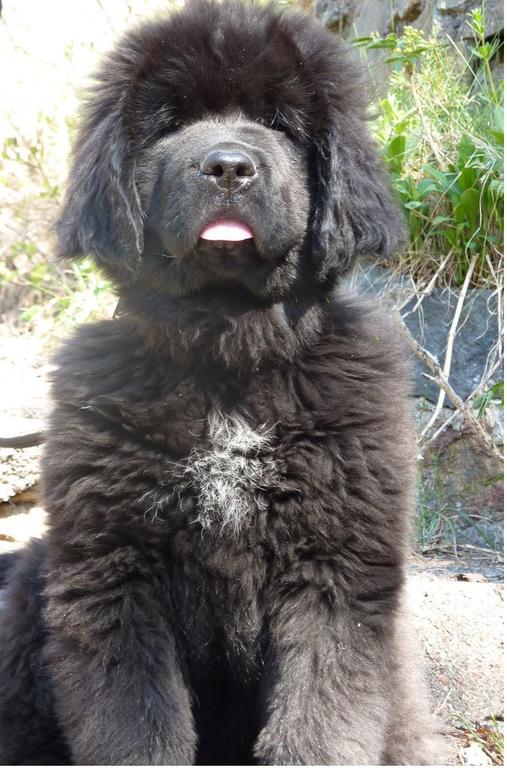 Newfoundlander puppy posting for the picture.JPG
