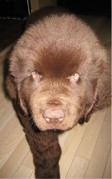 Newfoundlander puppy_this dog looks like a brown bear_cut yet kinder scary looking.JPG
