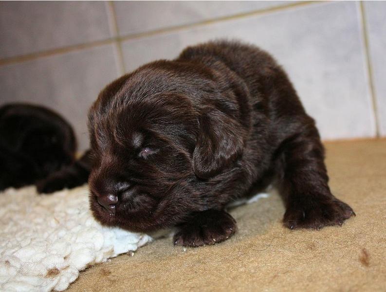 Photo of Newfoundland puppy in dark brown.JPG
