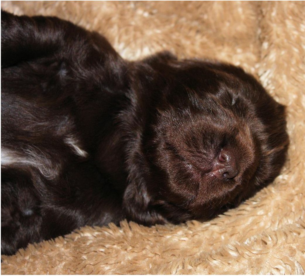 Photos of newfoundland puppy in deep sleep looking very cute and funny.JPG
