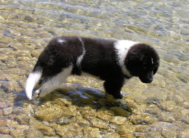 Picture of newfoundland puppy.JPG
