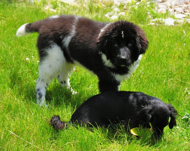 Picture of newfoundlander pup playing with its friend.JPG
