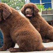 Two beautiful newfoundland puppies in brown.JPG
