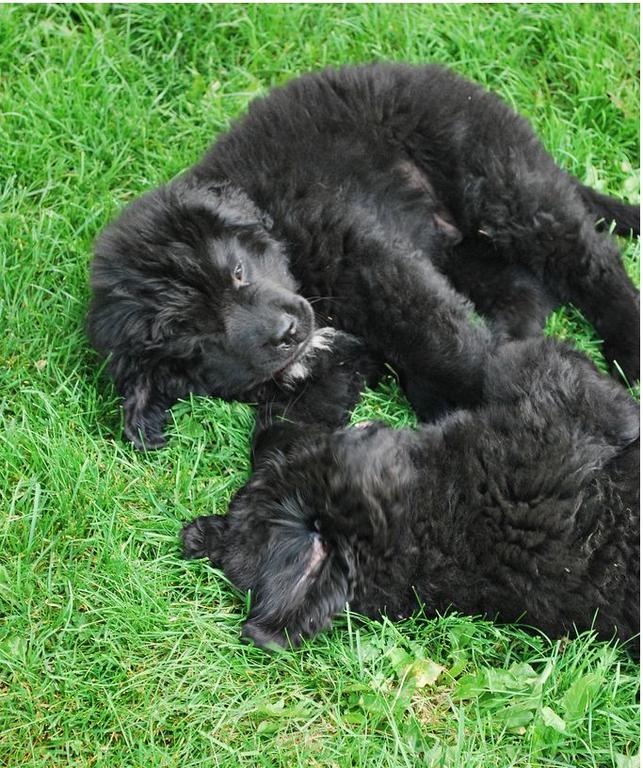 Two very young Newfoundlander pups playing on the green grass.JPG
