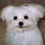 maltese pup face.jpg
