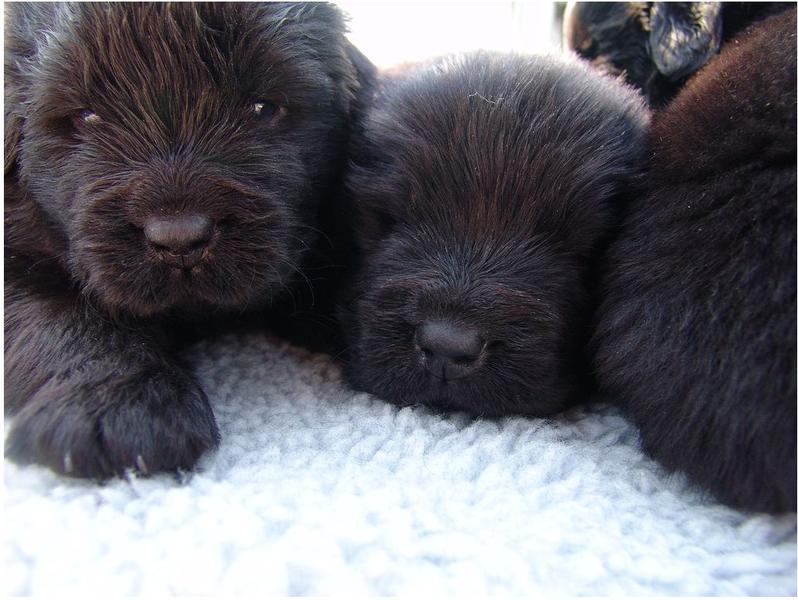 Very cute Newfoundland puppies in dark brown looking at the camera.JPG
