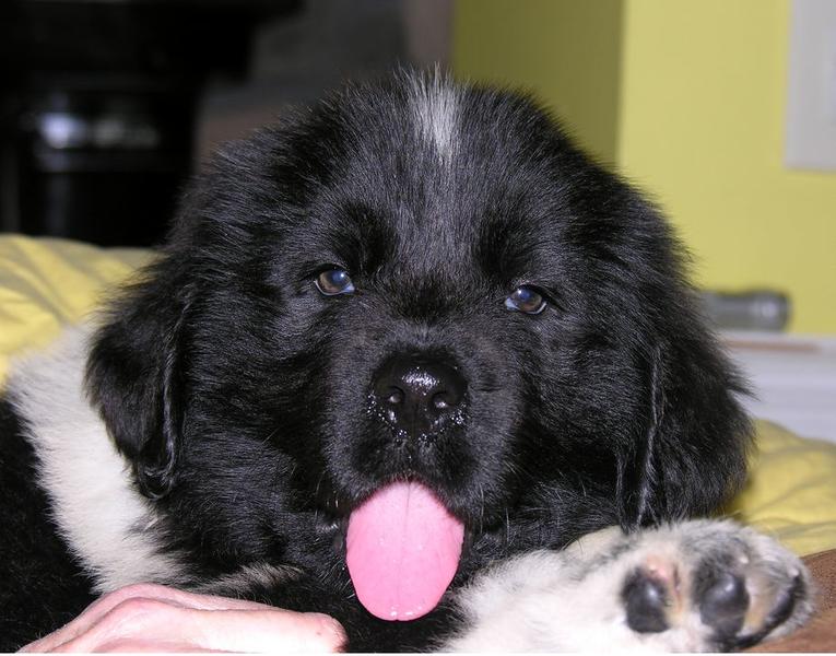 Very cute newfoundland puppy sticking its tongue out.JPG
