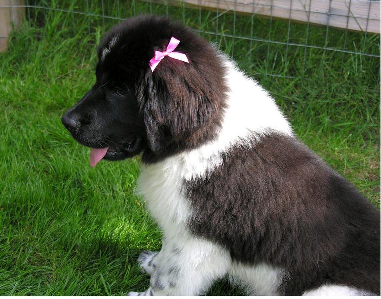White and black newfoundland pup looking so cute.JPG
