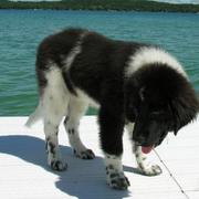 White and black newfoundland puppy picture.JPG
