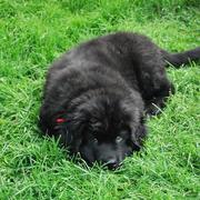 Beautiful black newfoundland puppy on the grass.JPG
