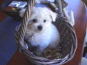 maltese pup in the basket.jpg
