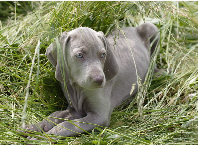 Weimaraner Puppy on the long grass bed.PNG
