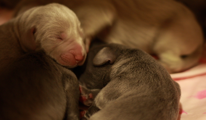 Young weimaraner puppies.PNG
