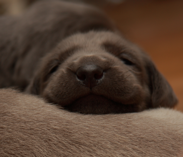 Adorable young Weimaraner puppy posting to the camera.PNG

