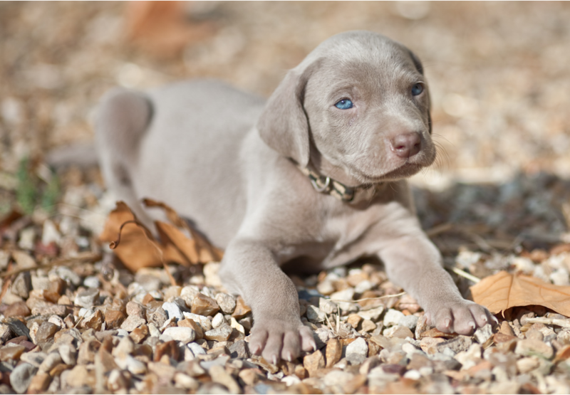 Beautiful Weimaraner Puppy with very pretty blue eyes.PNG
