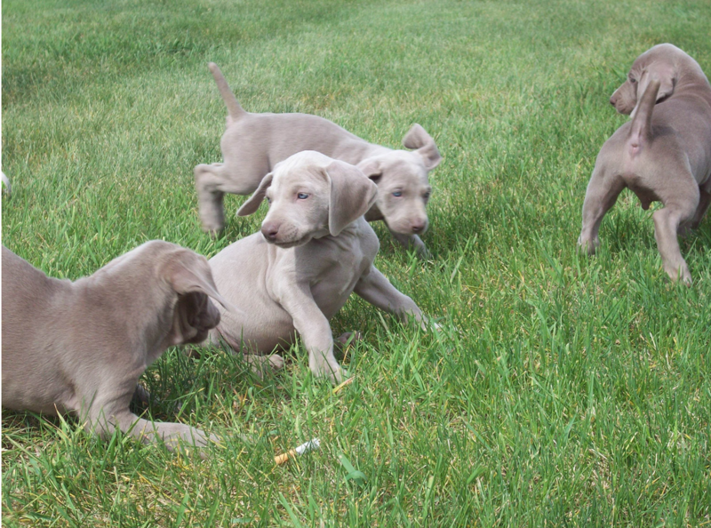 Big group of Weimaraner Puppies playing on the grass.PNG
