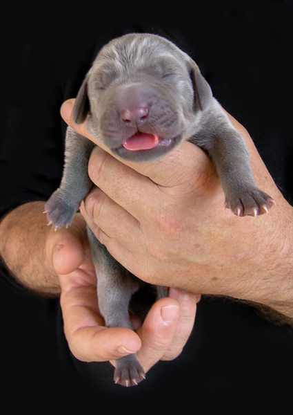 Blue Weimaraner Puppy newborn dog picture.PNG
