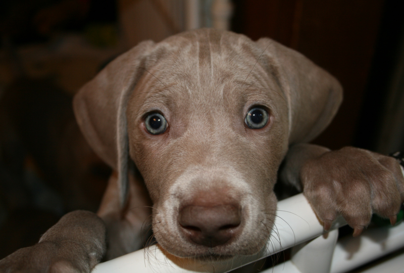 Close up picture of a Rockville Weimaraners puppy looking straight at the camera.PNG
