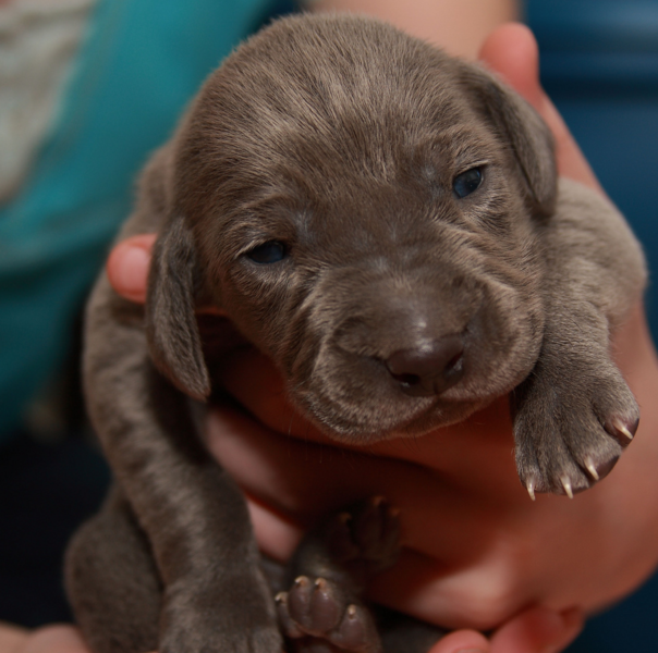 Dark chocolate newborn pup Weimaraner dog.PNG
