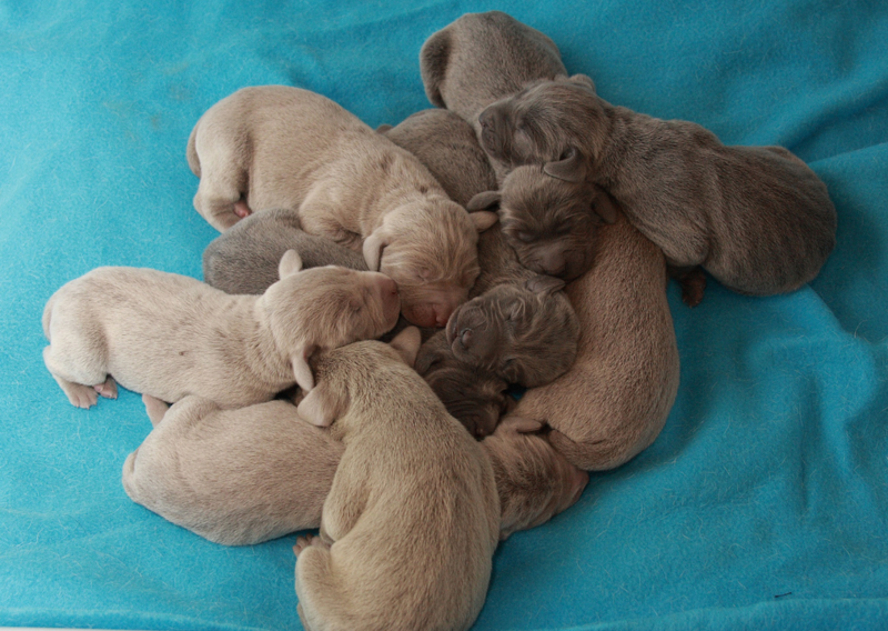 newborn weimaraner puppies image.PNG

