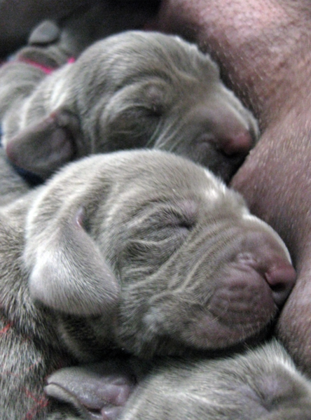 newborn weimaraner pups.PNG
