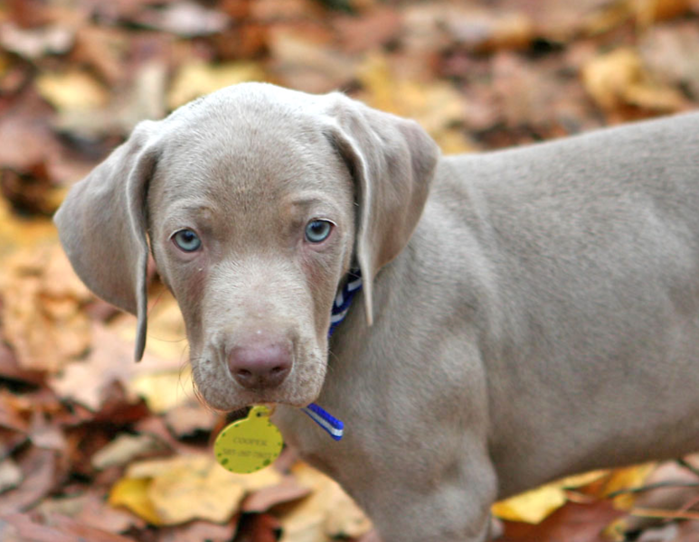 Picture of a beautiful blue weimaraner puppy.PNG
