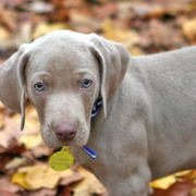 Picture of a beautiful blue weimaraner puppy.PNG
