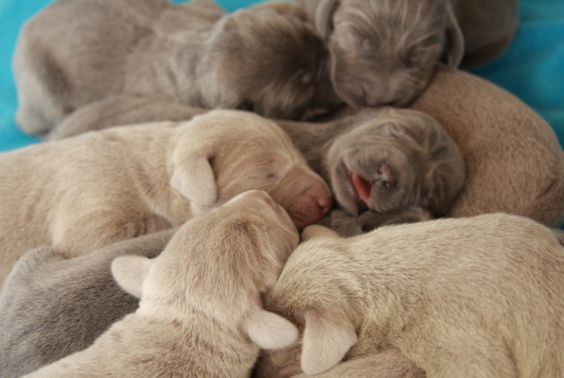 Picture of weimaraner puppy breeders.PNG
